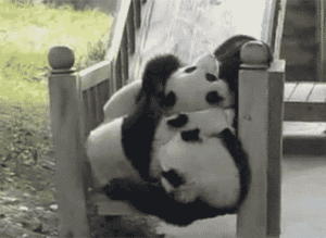Борба на панди