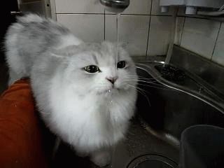 Коте пие вода от чешмата