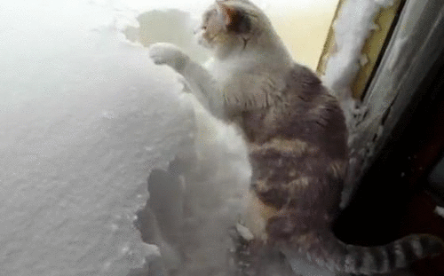 Котка - снегорин