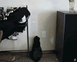 Черна котка - бял лазер
